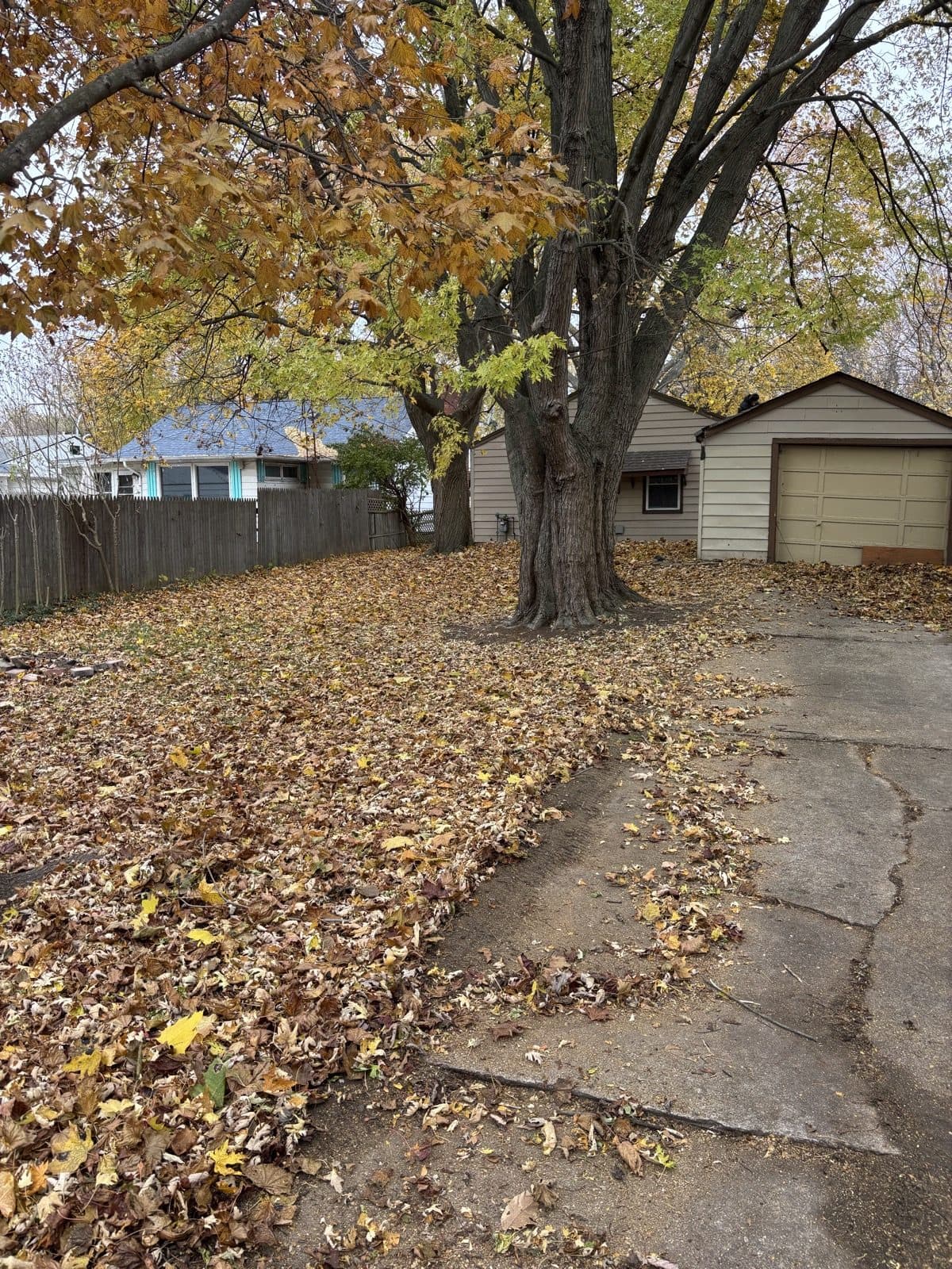 Backyard with autumn leaves cleared from the lawn beside a detached shed during a fall cleanup